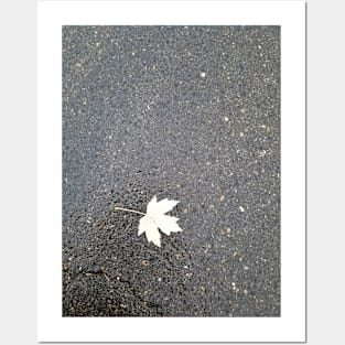 Leaf on Asphalt Posters and Art